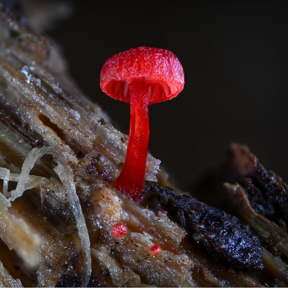 Meet your Posher, Lanie - Picture 1 of 1